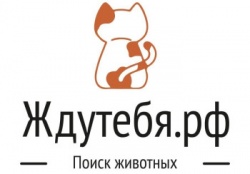 Оренбург: В городе создали платформу для поиска потерянных во время паводка животных
