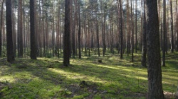 Пермь: В городе будет создана информационная система обеспечения озеленительной деятельности