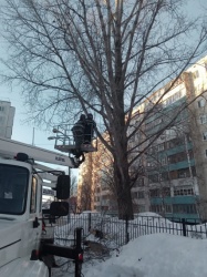 Ульяновск: Почти три тысячи аварийных деревьев снесут в городе в этом году