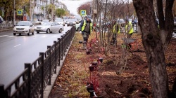 Киров: В городе идет масштабное озеленение Октябрьского бульвара