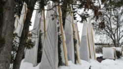 Пермь: В городе впервые будут высажены молодые деревья из муниципального питомника растений