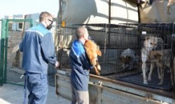 Астрахань: В городе начал работать приют для собак
