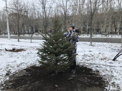 Балаково: В парке «Центральный» высадили пять елей