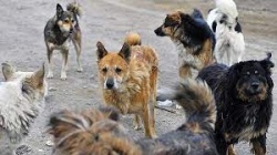 Новокуйбышевск: Уже 100 безнадзорных животных отловлено в 2023 году