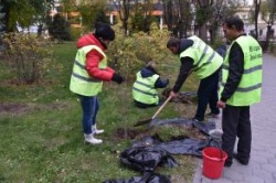 Астрахань: Более тысячи саженцев высадили на острове Городском