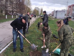 Тольятти: В городе высадили аллею памяти