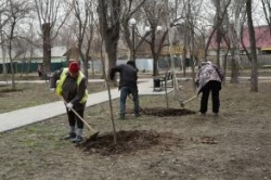 Астрахань: В городе началась высадка деревьев