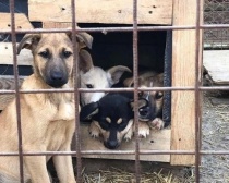 Саратов: С начала года в городе стерилизовали почти тысячу бездомных собак