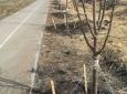 Ульяновск: В городе с начала весны высадили 379 деревьев и кустарников