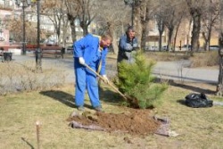 Астрахань: В городе сегодня высадили 80 дубов и сосен