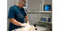 Ижевск: ​Льготная стерилизация домашних животных в городе станет круглогодичной