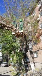 Астрахань: С начала года в городе около четырех тысяч деревьев опилили 