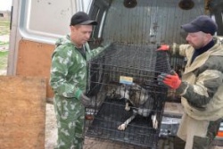 Астрахань: В городе снижается количество безнадзорных животных