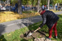 Саратов: В следующем году в городе планируется высадить более 3 тысяч деревьев