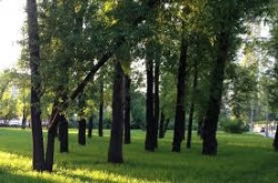 Ижевск: Глава города Юрий Тюрин: «Городские власти заинтересованы в том, чтобы и центральные парки, и территории в районах города были благоустроены для отдыха жителей»