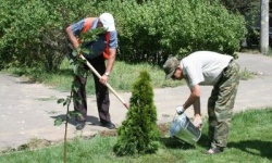 Волгоград: В уходящем году в городе высажено более 4 тысяч новых деревьев