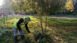 Пермь: В городе в рамках акции «Дни защиты от экологической опасности» было высажено более 20 тысяч деревьев и кустарников