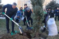 Волгоград: В Центральном районе появилась аллея из 80 сосен