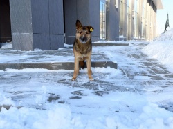 Казань: В 2023 году на треть снизилось число заявок от казанцев на отлов безнадзорных собак