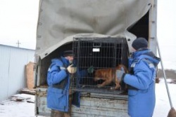 Астрахань: Около 600 бездомных собак отловили в городе с начала 2024 года